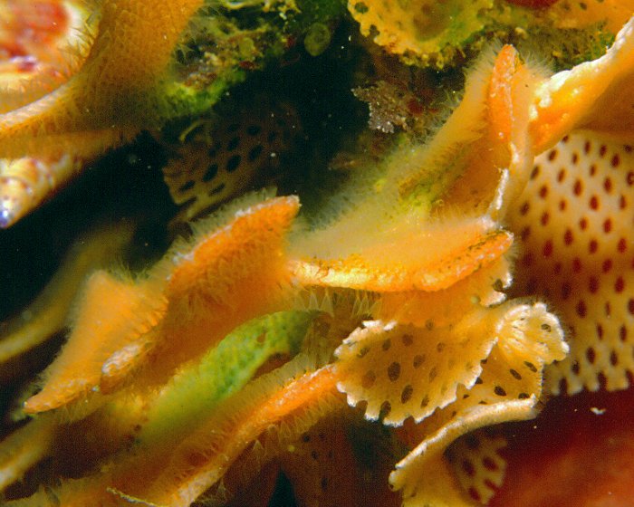Zoom sur les polypes de la dentelle de Neptune Zoom sur les polypes de la dentelle de Neptune