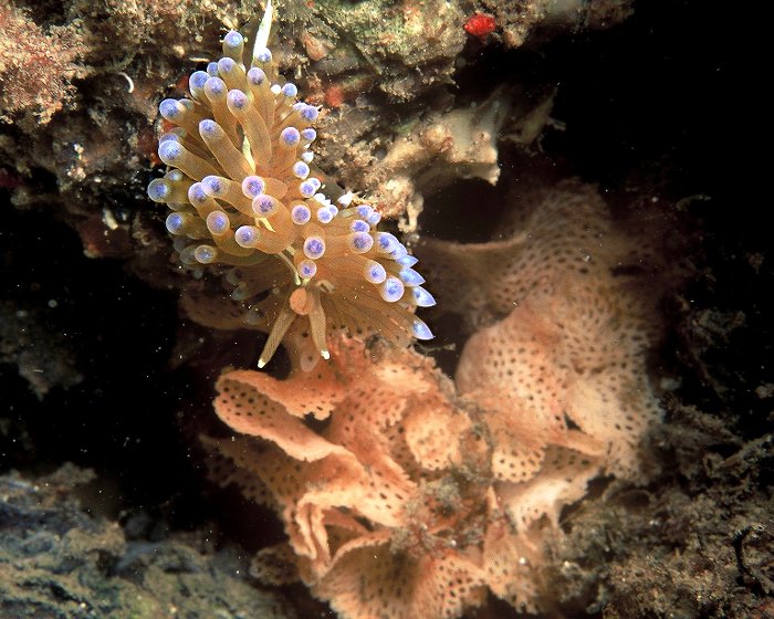 Une dentelle de Neptune est la proie de l'antiopelle, un nudibranche !