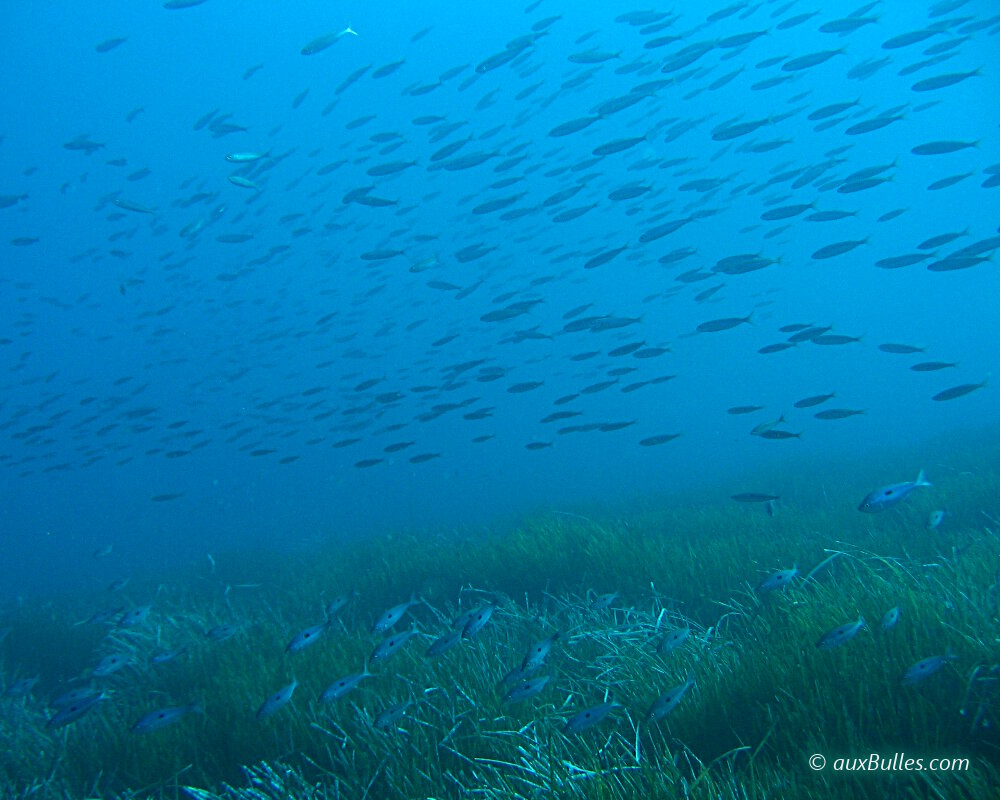 Les fonds marins de méditerranée avec les herbiers de posidonie Les fonds marins de méditerranée avec les herbiers de posidonie