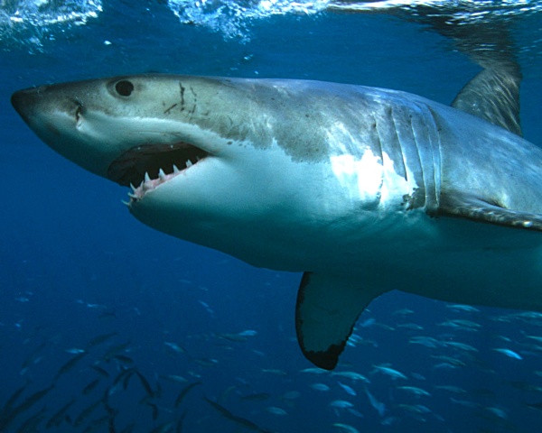 Le grand requin blanc possède plusieurs rangées de dents tranchantes comme des lames de rasoir