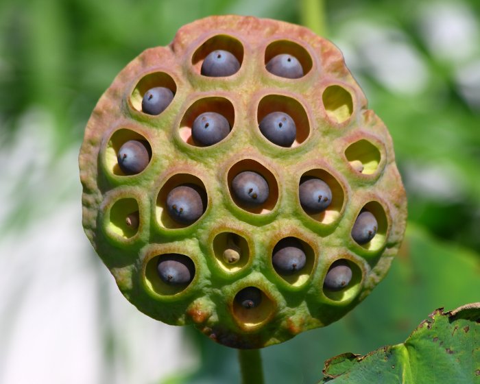 Le fruit du lotus en forme de pomme d'arrosoir