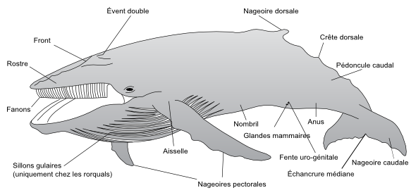 L'anatomie des cétacés à fanons L'anatomie des cétacés à fanons
