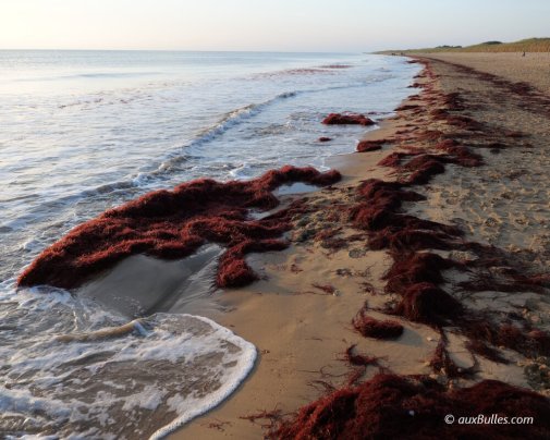Des algues rouges échouées sur les plages vendéennes suite au passage d'une tempête Des algues rouges échouées sur les plages vendéennes suite au passage d'une tempête