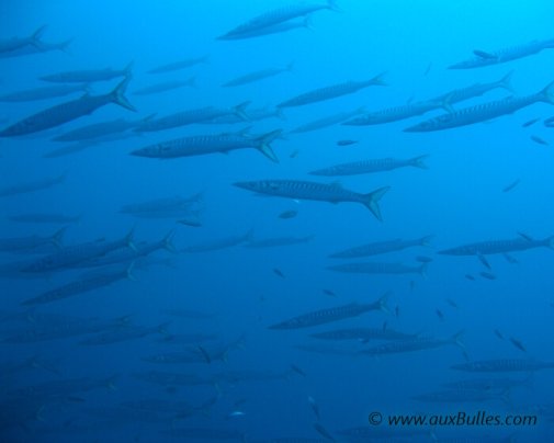 Un banc de barracudas en Méditerranée Un banc de barracudas en Méditerranée