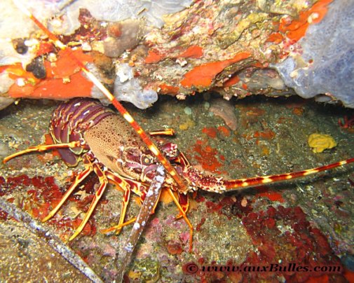 La langouste, un arthropode de la classe des crustacés La langouste, un arthropode de la classe des crustacés