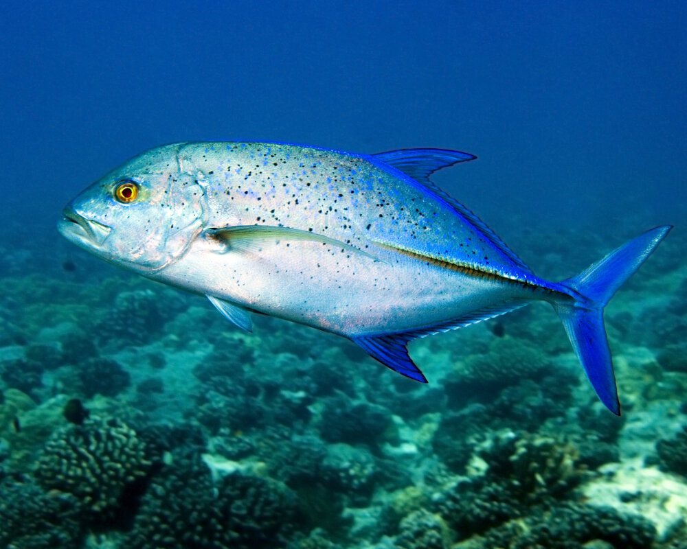 La carangue bleue (Caranx melampygus) La carangue bleue (Caranx melampygus)