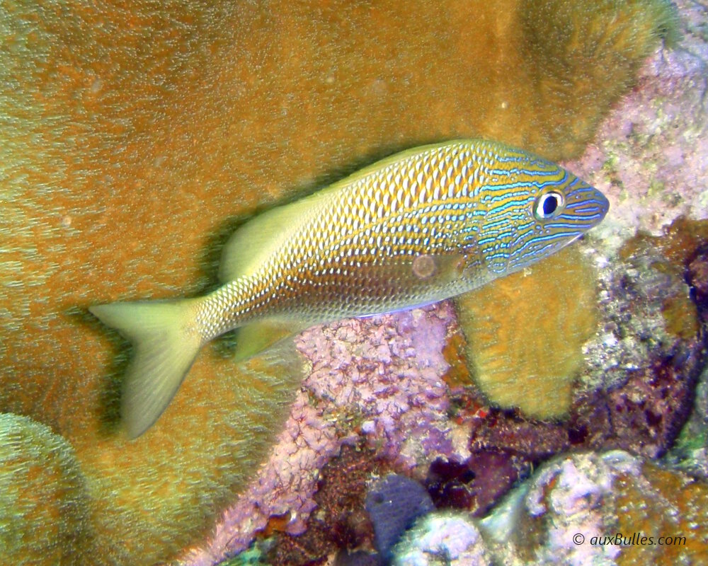 La gorette blanche présente une couleur dominante argentée avec de nombreuses fines rayures horizontales jaunes.