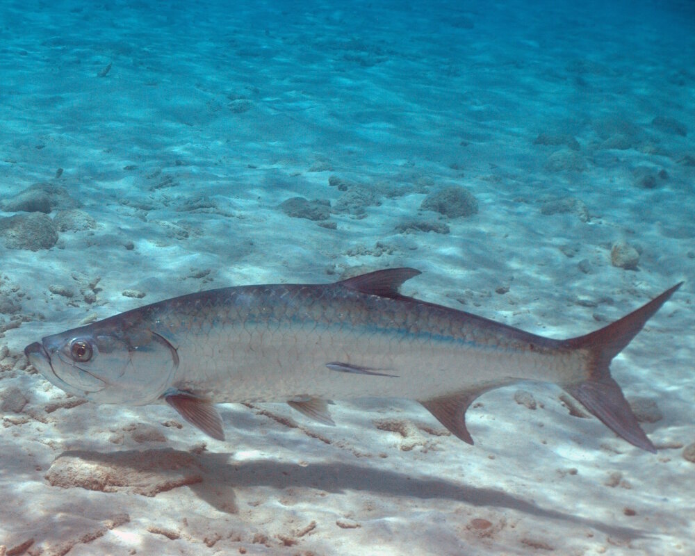 Le tarpon de l'Atlantique est un grand poisson côtier pouvant atteindre jusqu'à 2,5 mètres de longueur et peser plus de 150 kg, avec un corps argenté recouvert de grandes écailles réfléchissantes. Surnommé le Silver King, il est réputé pour ses sauts spectaculaires et son combat acharné lorsqu'il est pris par les pêcheurs sportifs.