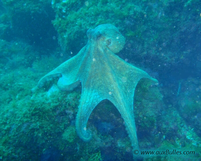 Les céphalopodes avec le poulpe commun de Méditerranée