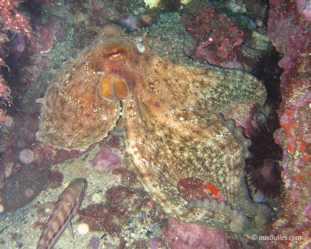 Le poulpe commun adopte un camouflage pour se fondre dans son environnement