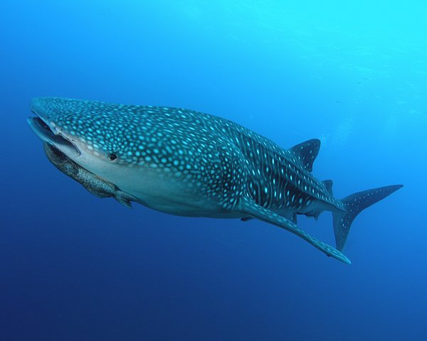 Le requin baleine est le plus grand des poissons à la surface du globle !