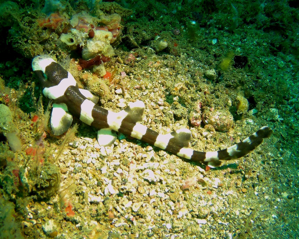 Le requin chabot bambou est facilement reconnaissable grâce à l'alternance de ses larges bandes brun-noires et blanchâtres distinctes Le requin chabot bambou est facilement reconnaissable grâce à l'alternance de ses larges bandes brun-noires et blanchâtres distinctes