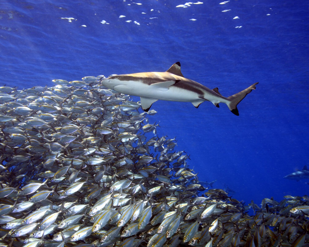 Le requin pointe noire (Carcharhinus melanopterus)