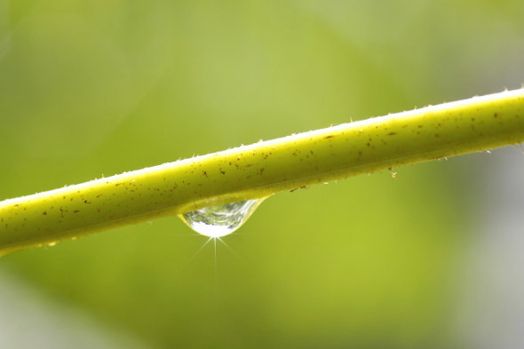 Une goutte d'eau sur une tige, symbole de la vie !