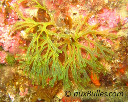 Algue fourchue (Dictyota dichotoma) Algue fourchue (Dictyota dichotoma)