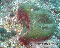 Béret basque (Codium bursa) Béret basque (Codium bursa)