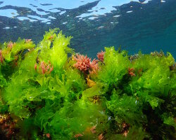 Laitue de mer (Ulva lactuca) Laitue de mer (Ulva lactuca)