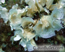 Padine (Padina pavonica) Padine (Padina pavonica)