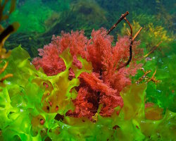 Plocamium cartilagineux (Plocamium cartilagineum) Plocamium cartilagineux (Plocamium cartilagineum)