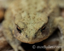 Le crapaud commun Le crapaud commun