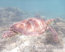 Une tortue de mer à Stradbroke Une tortue de mer à Stradbroke