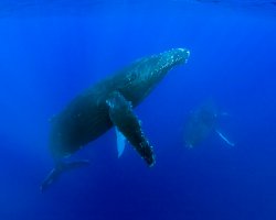 Baleine à bosse (Megaptera novaeangliae)