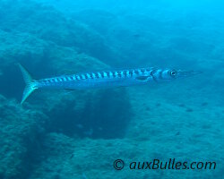 Barracuda Méditerranéen (Sphyraena viridensis) Barracuda Méditerranéen (Sphyraena viridensis)