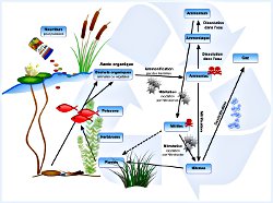 Le cycle de l'azote