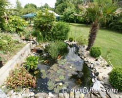 Le bassin de jardin de Pascal Le bassin de jardin de Pascal