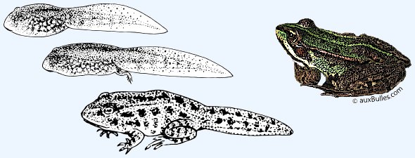 Les différentes phases d'évolution du tétard vers la grenouille Les différentes phases d'évolution du tétard vers la grenouille