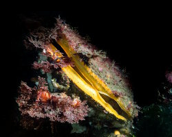 Pétoncle des roches (Crassadoma gigantea) Pétoncle des roches (Crassadoma gigantea)
