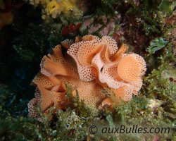 Dentelle de Neptune (Reteporella grimaldii) Dentelle de Neptune (Reteporella grimaldii)