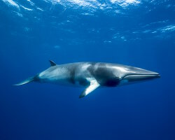 Baleine de minke naine (Balaenoptera acutorostrata) Baleine de minke naine (Balaenoptera acutorostrata)