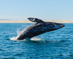 Baleine grise (Eschrichtius robustus)