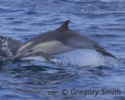 Dauphin commun (Delphinus delphis) Dauphin commun (Delphinus delphis)