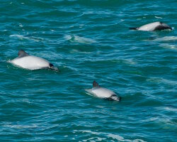 Dauphin d'Hector (Cephalorhynchus hectori) Dauphin d'Hector (Cephalorhynchus hectori)
