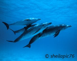Dauphin tacheté de l'Atlantique (Stenella frontalis) Dauphin tacheté de l'Atlantique (Stenella frontalis)
