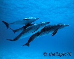 Dauphin tacheté de l'Atlantique (Stenella frontalis)