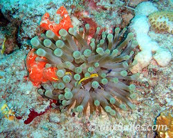 Anémone de mer géante des Caraïbes (Condylactis gigantea) Anémone de mer géante des Caraïbes (Condylactis gigantea)