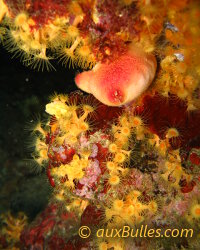 Anémone encroûtante (Parazoanthus axinellae) Anémone encroûtante (Parazoanthus axinellae)