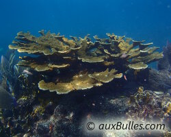 Corail corne d'élan (Acropora palmata) Corail corne d'élan (Acropora palmata)
