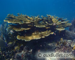 Corail corne d'élan (Acropora palmata)