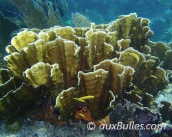 Corail de feu à lames (Millepora complanata) Corail de feu à lames (Millepora complanata)