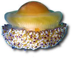 Méduse oeuf au plat (Cotylorhiza tuberculata) Méduse oeuf au plat (Cotylorhiza tuberculata)