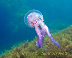 La méduse pélagique mauve