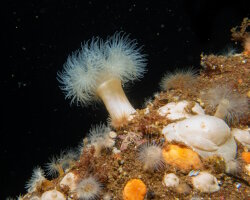 Oeillet de mer (Metridium senile) Oeillet de mer (Metridium senile)