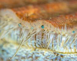 Coquille Saint-Jacques (Pecten maximus) Coquille Saint-Jacques (Pecten maximus)