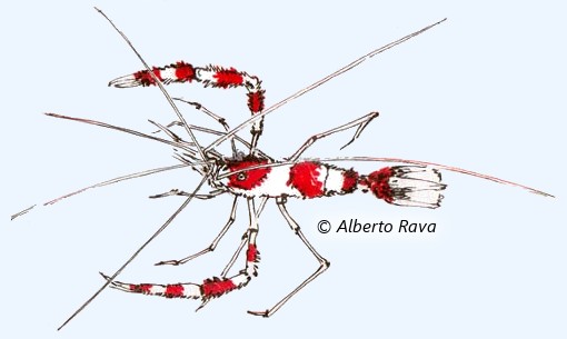 Crevette nettoyeuse (Stenopus hispidus) Crevette nettoyeuse (Stenopus hispidus)