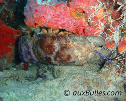 Cigale de mer marie-carogne (Scyllarides aequinoctialis)