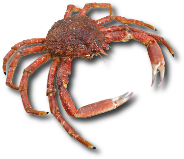 Le crabe araignée de Méditerranée (Maja squinado) © Prillfoto | Dreamstime.com